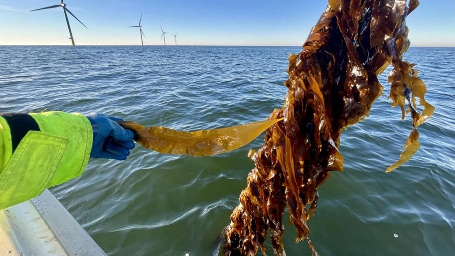 Tang ud for Hvide Sande Havn